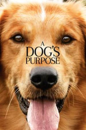 فيلم A Dog s Purpose 2017 مترجم HD