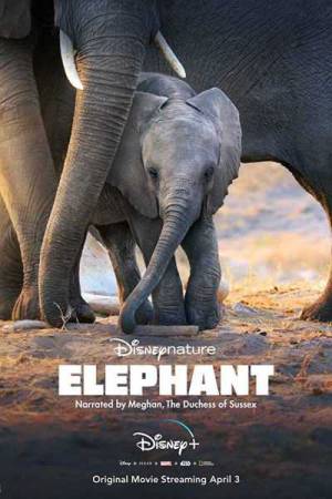 فيلم Elephant 2020 مترجم HD